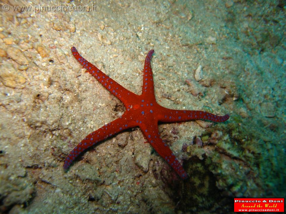 Djibouti - Diving a Djibouti - 18.jpg